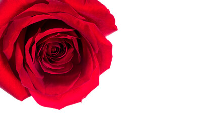 red rose isolated on white