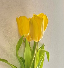 Stunning and Beautiful Yellow Tulips Vibrantly Blooming in the Garden This Spring