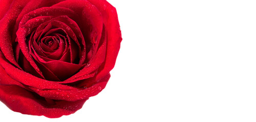 red rose isolated on white