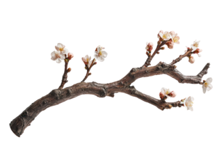 This image showcases a blossoming tree branch featuring delicate white flower blooms against a transparent background.