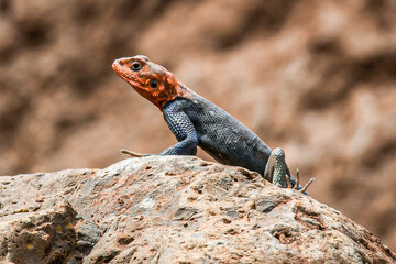Colorful red-headed rock agama perching on rocky surface, displaying bright hues while sunbathing in Serengeti National Park landscape