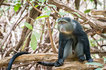 Blue monkey perching calmly on tree branch, scanning surrounding forest landscape within Ngorongoro Conservation Area, revealing Tanzania's rich wildlife diversity