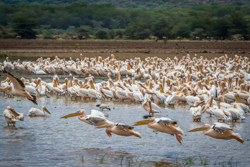White pelicans swooping low over Lake Magadi's surface, wildebeests grazing near shoreline within Ngorongoro Conservation Area, Tanzania's wildlife landscape