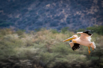 White pelican soaring above lush greenery in Ngorongoro Conservation Area, mountainous terrain...
