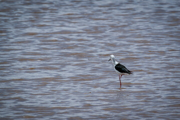 Black-winged stilt wading shallow waters, hunting prey amid shimmering lake reflections in Ngorongoro Conservation Area, Tanzania