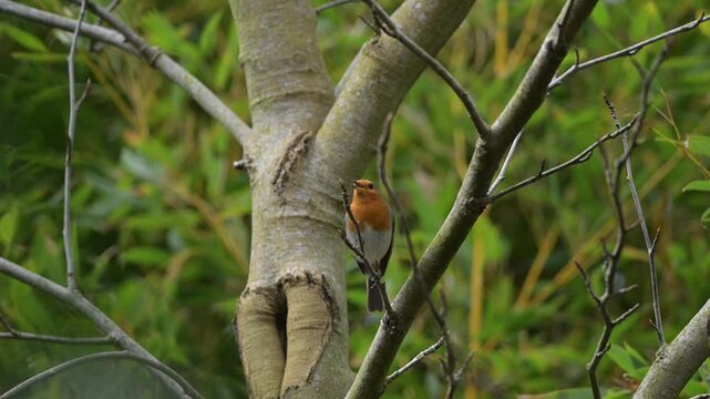 Un rouge gorge europeen perch&eacute; sur une branche qui chante. 