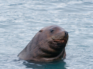 Close-up photo of a Stellar Sea Lion (Eumetopias jubatus), also known as Northern sea lion, swimming in the water at Solomon Gulch Hatchery, Valdez, Alaska, USA