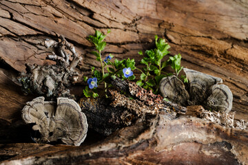 flower arrangement of spring flowers Veronica Georgia Blue on a background of wild untreated wood
