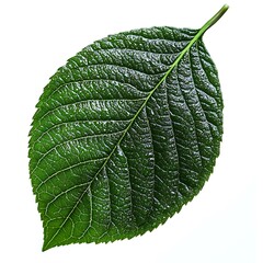 Single green leaf isolated on white.