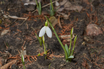 Snowdrops bloom on the lawn in the garden. The snowdrop is a symbol of spring. Snowdrop, or...