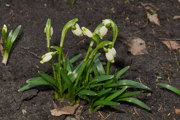 Spring snowflake is blooming. Spring snowflake (lat. Leucojum vernum) is a plant species of the genus Spring snowflake of the Amaryllis family (Amaryllidaceae).