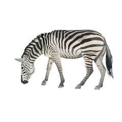 Zebra grazing. Vector illustration isolated on the white background