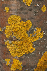 Wall Xanthoria (lat. Xanthoria parietina) is a lichen of the Telochistaceae family, a species of the Xanthoria genus on the bark of a tree.