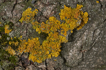 Wall Xanthoria (lat. Xanthoria parietina) is a lichen of the Telochistaceae family, a species of...
