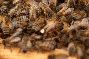 Close up detail photograph of Honey bees on a frame from a Beehive