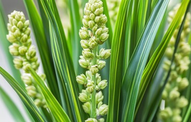 Obraz premium Blooming Liriope Muscari with Variegated Leaves in Close-up Detail