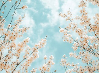 Blooming Cherry Blossoms Against a Light Blue Sky with Soft Clouds