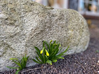 Crocus in natural garden