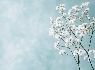 Delicate White Gypsophila Flowers Against a Soft Light Blue Background
