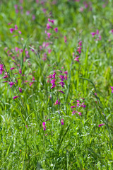 Obraz premium Wild gladiolus (Gladiolus communis) grows and bloom in a meadow on a sunny, spring day Alghero, Sassari, Sardinia, Italy