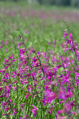 Obraz premium Wild gladiolus (Gladiolus communis) grows and bloom in a meadow on a sunny, spring day Alghero, Sassari, Sardinia, Italy