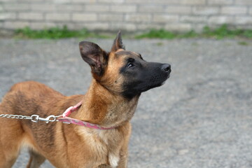 Newquay Cornwall UK 03 13 2025, 8 month old female Belgian Malinois Puppy called Stevie