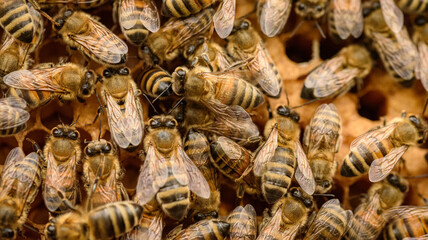 Close up detail photograph of Honey bees on a frame from a Beehive