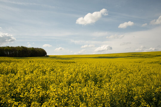 Fields of Yellow Oil Seed Rape Flowers growing in an agricultural landscape.