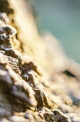 The structure of the tree bark in the light of the warm morning sun