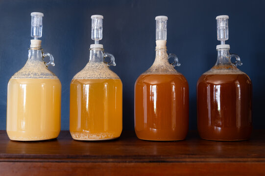 Four carboys filled with liquid varying in color from light gold to dark amber with airlocks