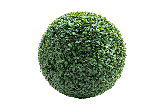 Topiary Ball Isolated on White and Transparent Background PNG Image.