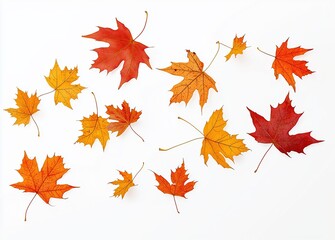 Colorful autumn maple leaves falling through the air on white background