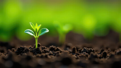 Young plants growing in  soil on farm