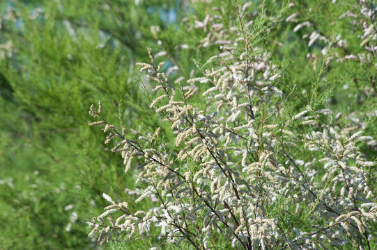 Tamarisk, likely Tamarix africana, Baratz Lake, Lago di Baratz. Sassari, Sardegna. Italy