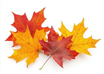 Fototapeta premium Colorful autumn maple leaves falling on white background