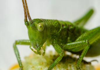 Insect close-up, supermacro, detailing, entomology, animal species of the east of Ukraine