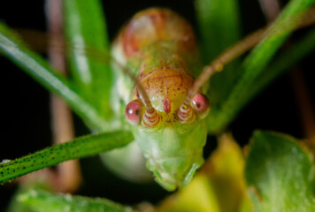 Insect close-up, supermacro, detailing, entomology, animal species of the east of Ukraine