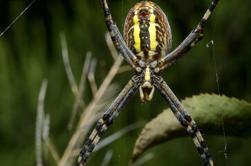 Insect close-up, supermacro, detailing, entomology, animal species of the east of Ukraine