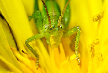 Insect close-up, supermacro, detailing, entomology, animal species of the east of Ukraine