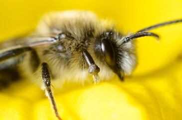 Insect close-up, supermacro, detailing, entomology, animal species of the east of Ukraine