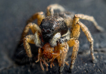 Insect close-up, supermacro, detailing, entomology, animal species of the east of Ukraine
