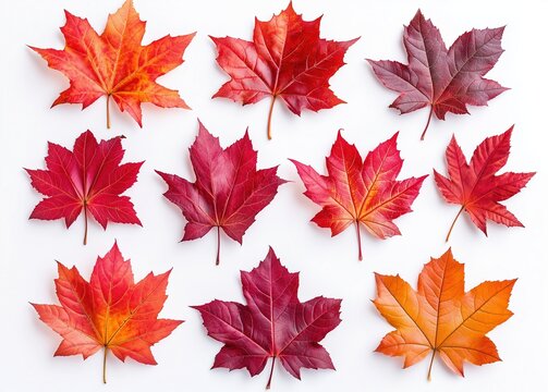 Colorful autumnal maple leaves arranged on white background