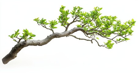 Fototapeta premium Bonsai tree branch showing lush green leaves on white background