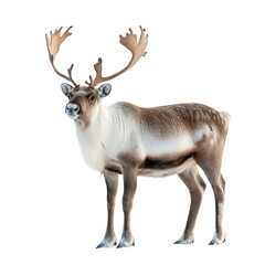 Fototapeta premium Caribou isolated on transparent background.