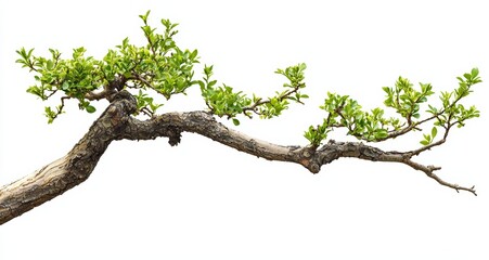 Fototapeta premium Bonsai tree branch with green leaves isolated on white background