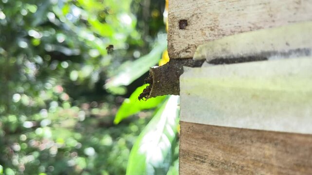 Nest of Scaptotrigona stingless bees, native angelita bees hive, social bees colony in natural habitat. High quality 4k footage