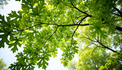 Fototapeta premium Majestic oak leaf canopy under bright sunlight, natural beauty