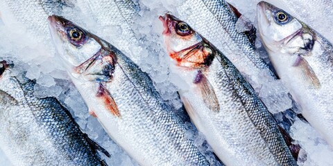 European seabass on ice at fish market. Madrid, Spain, Europe