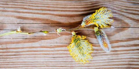 Three male catkins on a willow. Early spring. Salix alba, the white willow, is a species of willow native to Europe and western and central Asia. Madrid, Spain, Europe © MRMPhoto