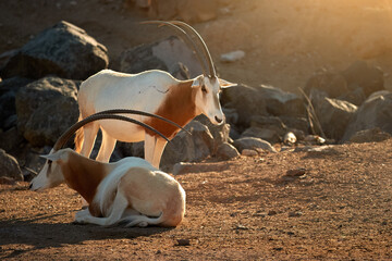 Two scimitar-horned oryx (Oryx dammah) rest in a rocky desert, illuminated by warm golden sunlight.